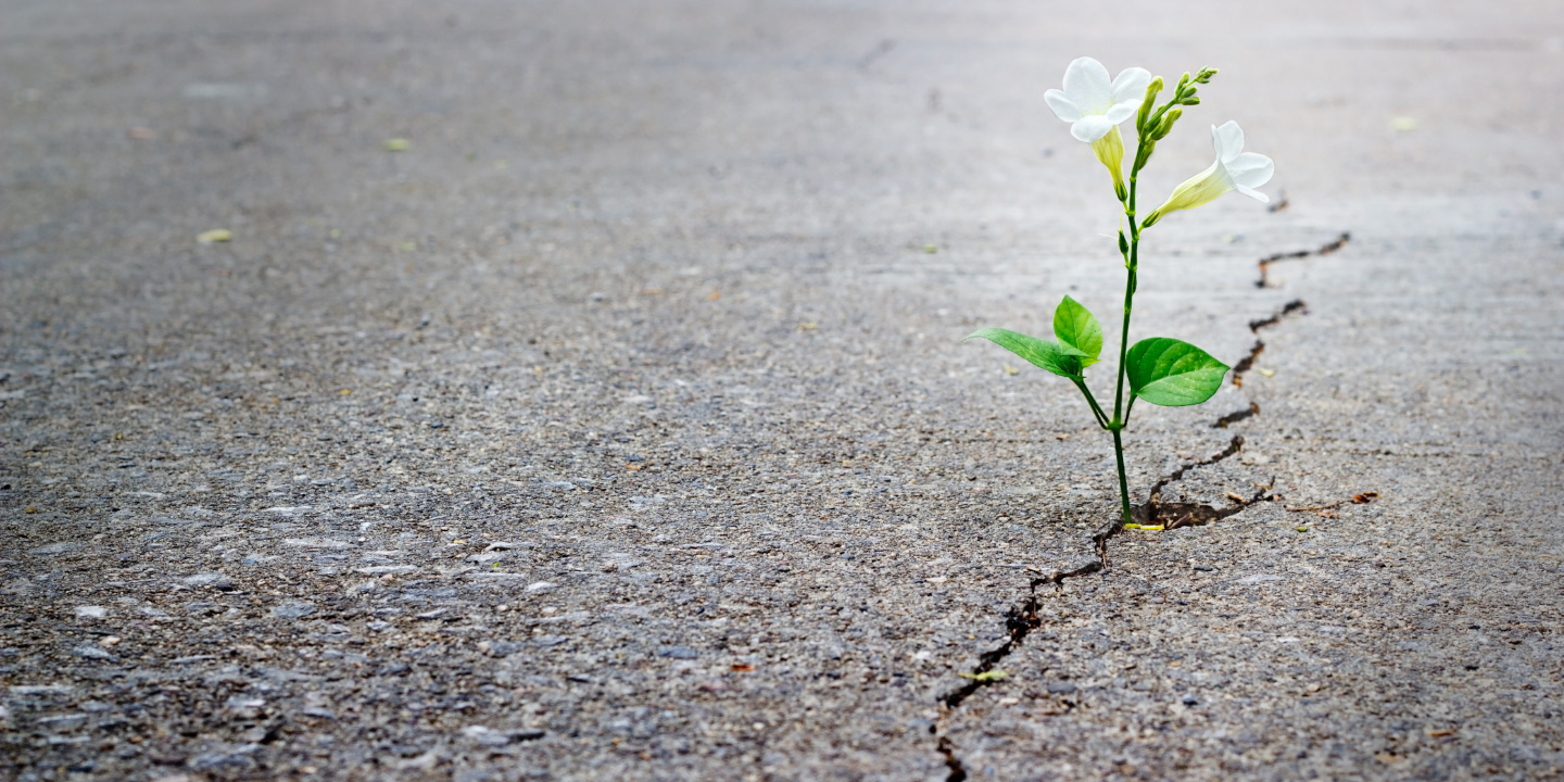 Riss in einem Asphalt aus der eine weiße Blume wächst.